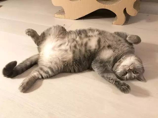 铲屎官帮助猫,铲屎官为防止猫身材走样