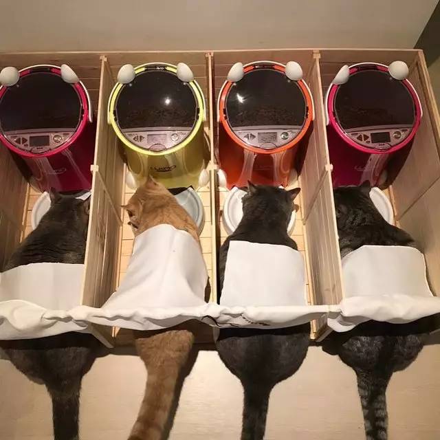 铲屎官给猫做猪饲料,铲屎官帮助猫