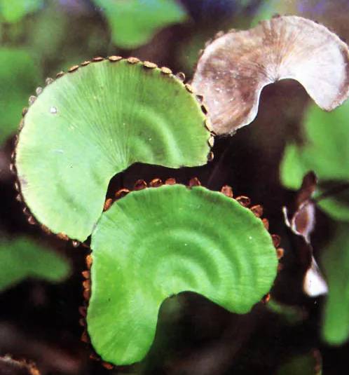 「热点」暑运高峰因喷雾被拦?你要知道这些出行的“黄金法则”!