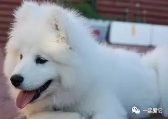 养宠小知识狗突然大量掉毛怎么办,狗狗一块皮肤发红掉毛怎么治疗