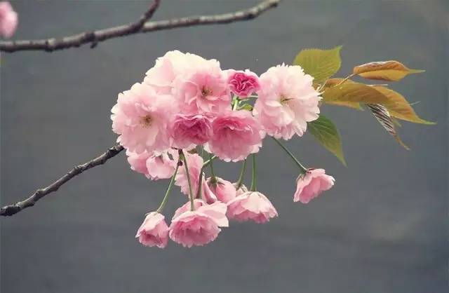 舌尖上的节气惊蛰养生,二十四节气惊蛰美食