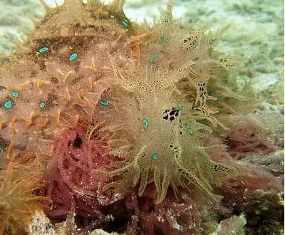 海兔教程,海兔生物图鉴