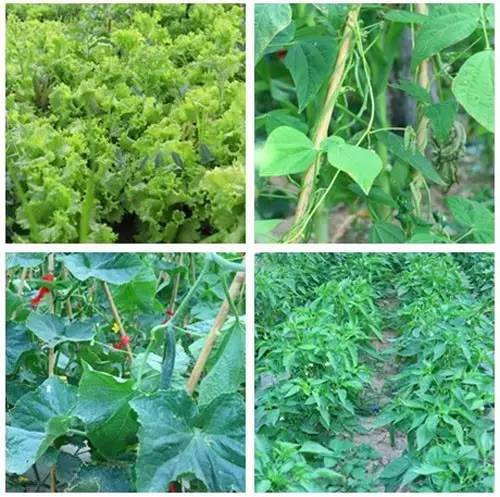 固原九龙山庄,田园乐趣游玩