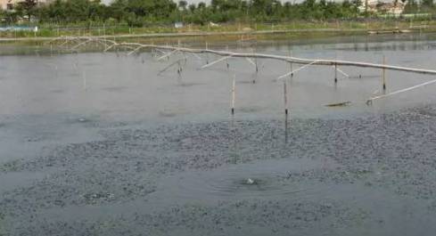 蟹塘河蟹病害及处理方法,河蟹蜕壳期缺氧怎么办