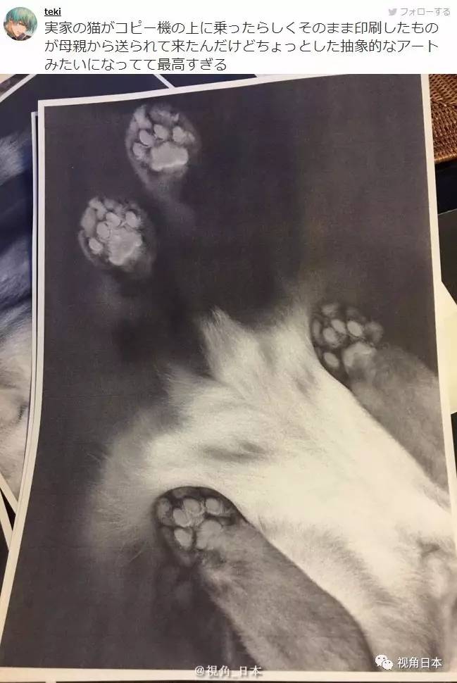 趣闻四则如果直接复印蹲在复印机上的猫奇迹复活的青蛙