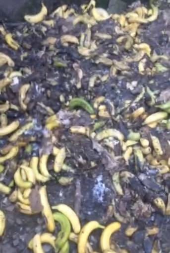 树上是好蕉,到货全水烂?!客商代办都喊冤,原来罪魁祸首竟是······