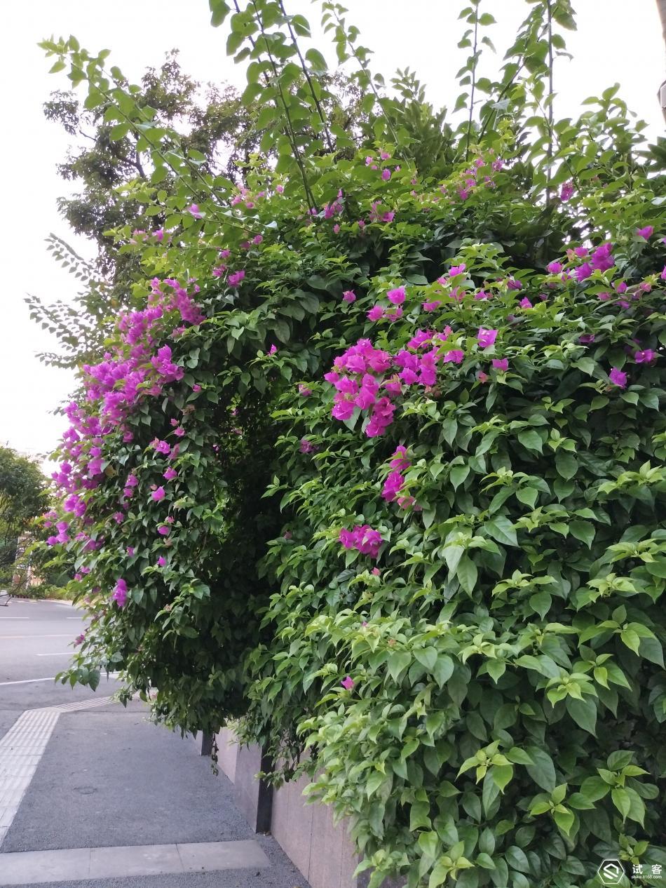 vivox9s柔光双摄报价,vivox9s拍照效果怎样