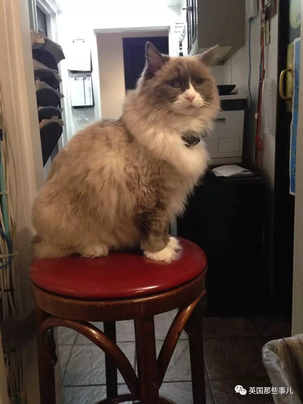 在职7年的喵掌柜终于退休，勤勤恳恳主动加班……对接任的也是放心不下啊……