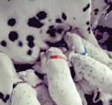 斑点狗长大了还会长出新的斑点吗,斑点狗刚出生的时候是长什么样的