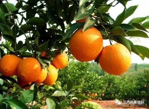 江西特色小镇一览表,江西旅游特色小镇