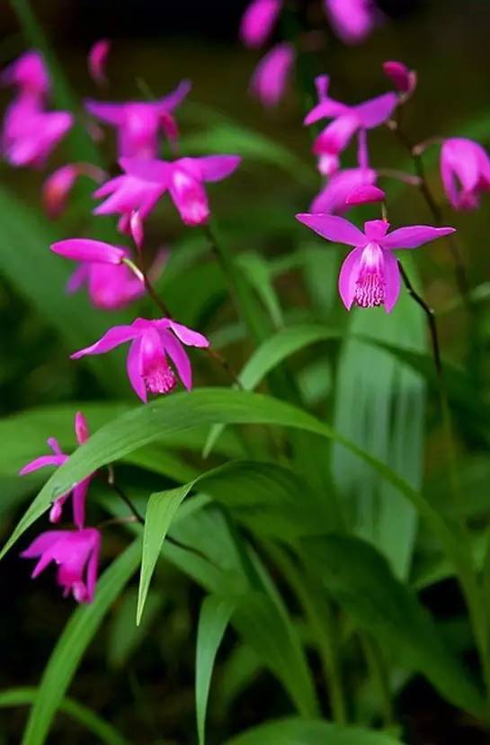 苍山珍稀兰花品种有哪些,顶级珍稀兰花品种大全视频