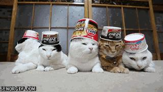 不用很多钱就可以买到好鞋,不用花钱就能买到好鞋子