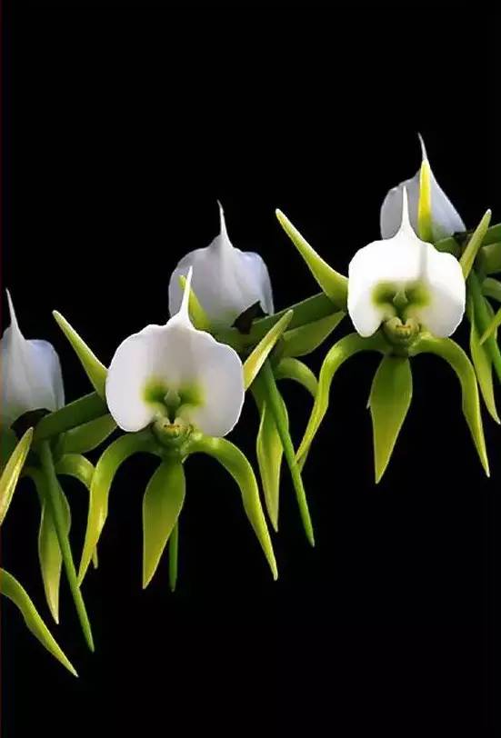 苍山珍稀兰花品种有哪些,顶级珍稀兰花品种大全视频