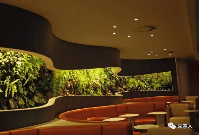 一说到垂直绿化，脑袋里就蹦出他，他，他（附失败案例经验总结）