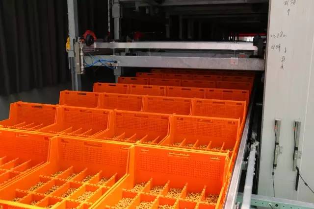 无土栽培蔬菜生产全过程,简易大棚种植无土栽培蔬菜技术