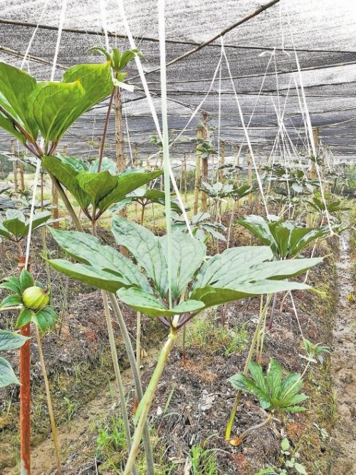 昌宁创业孵化,昌宁跨越式发展