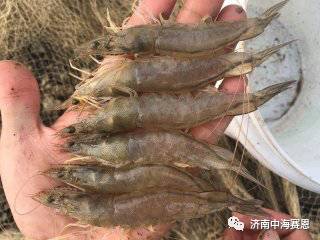 南美白对虾怎么防治红尾,南美白对虾红体前征兆