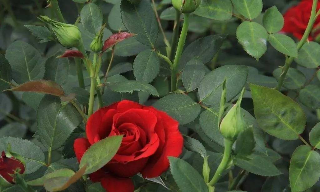 咏玫瑰｜芒刺从来不解难，远了相思，却了情关