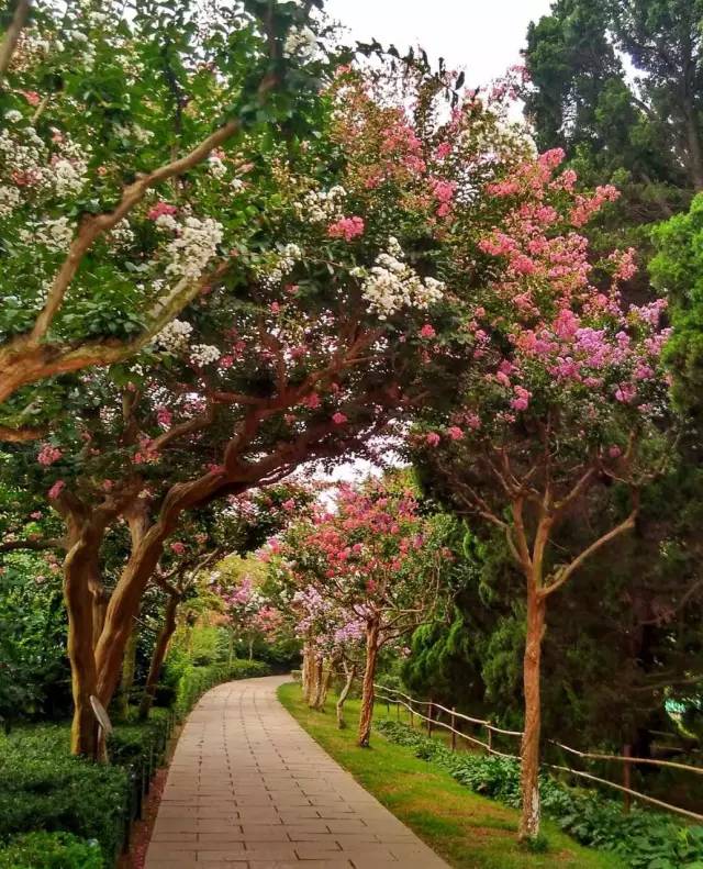 紫薇开花发朋友圈,紫薇树图片朋友圈