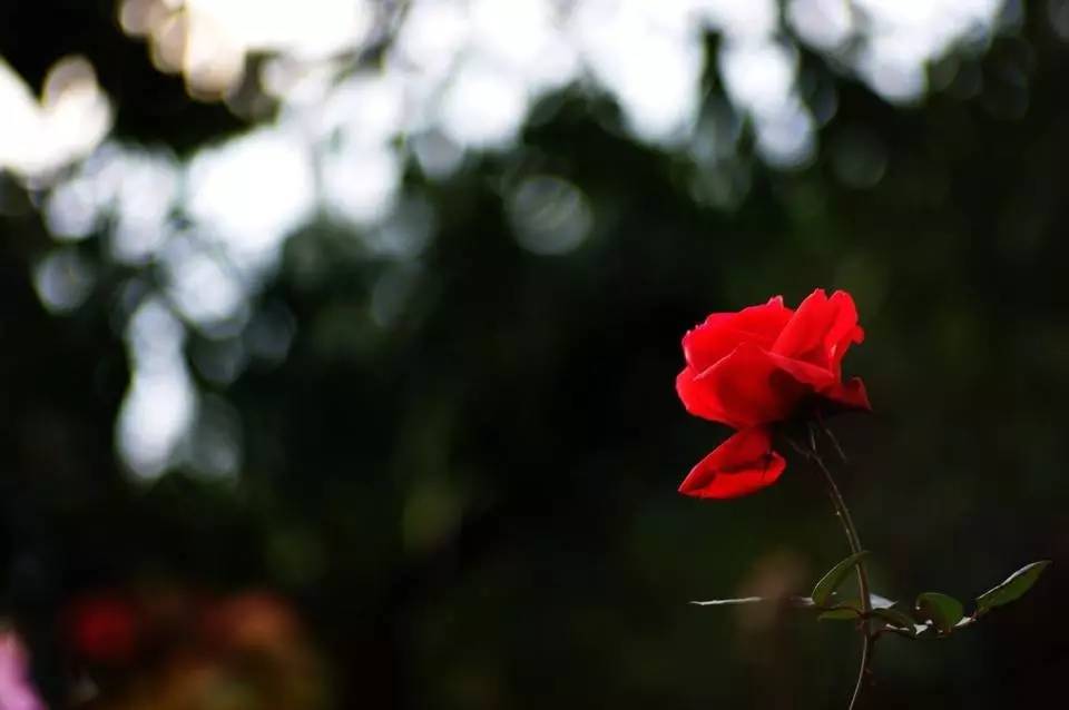 咏玫瑰｜芒刺从来不解难，远了相思，却了情关