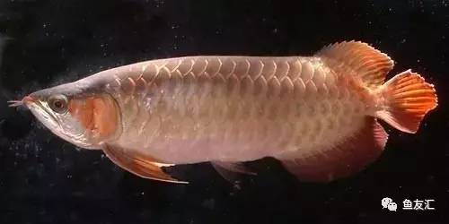 看看邻国玩家是怎么养龙的