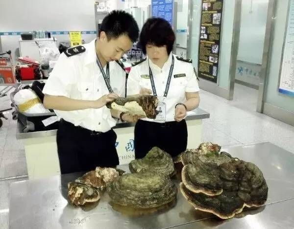 截获万花筒｜日本玳瑁、韩国金蛋、老挝蜂猴、台湾牛樟芝、非洲环尾蜥……