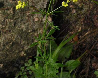 中药知识必学白丁香,中药知识必学旱莲草