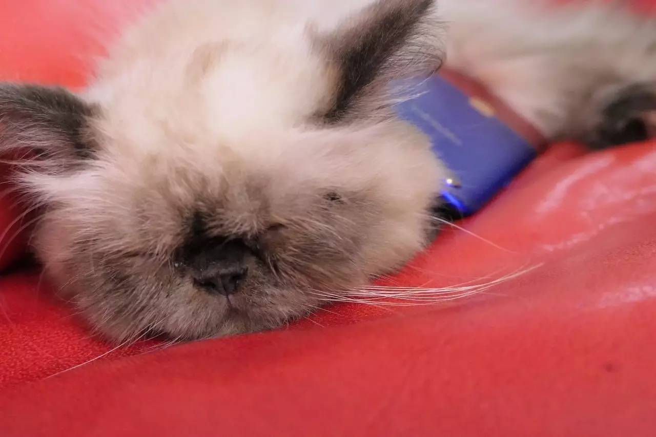 深扒杨幂胡歌,深扒杨幂20年演艺历程