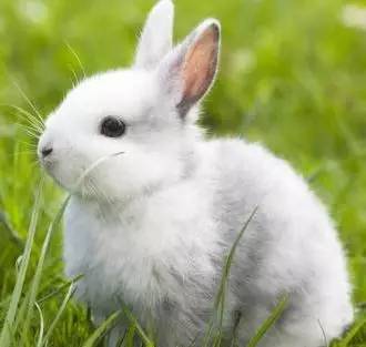 「福利」这周末有一场和宠物的约会等你来，小布送票送助攻→