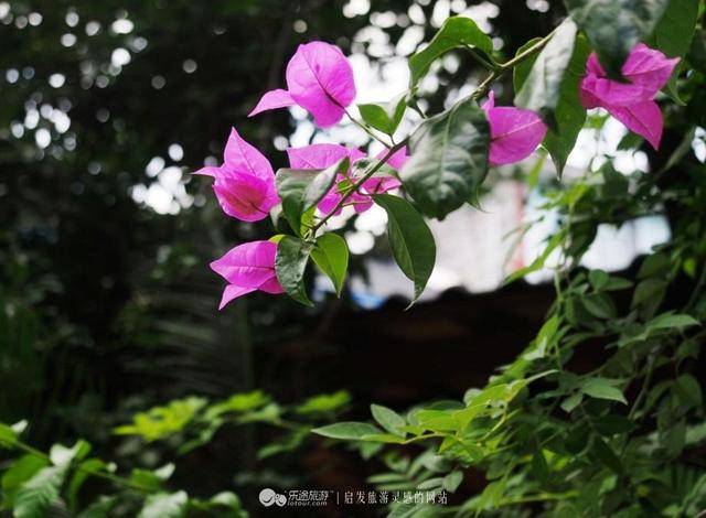 万峰林优美景色诗句,描写万峰林最美诗句