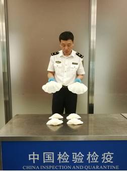 截获万花筒｜日本玳瑁、韩国金蛋、老挝蜂猴、台湾牛樟芝、非洲环尾蜥……