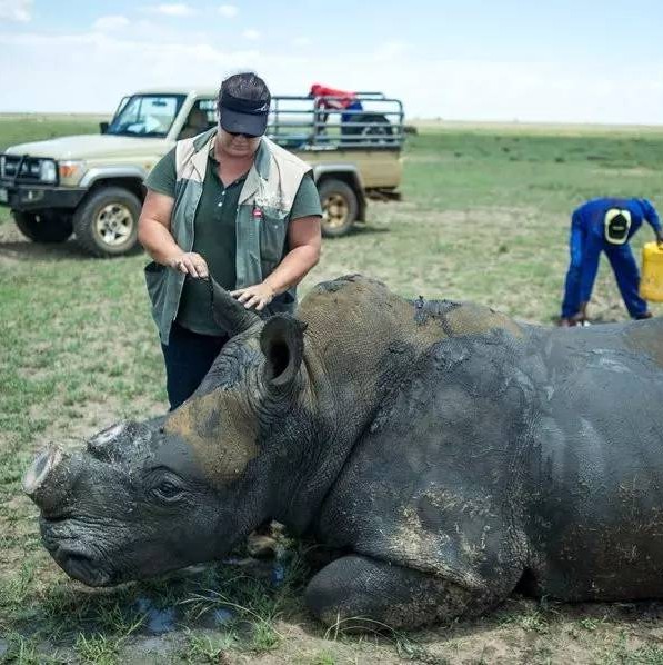犀角的作用和来历,犀角真的那么有药效吗