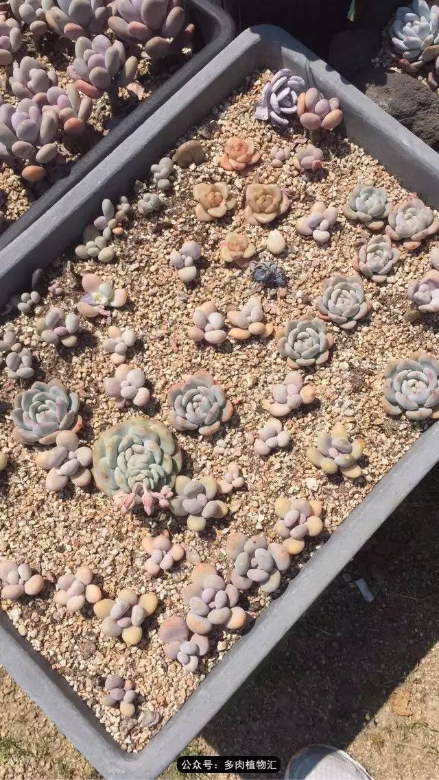 韩国的多肉为什么养得这么好,高颜值好养护的多肉