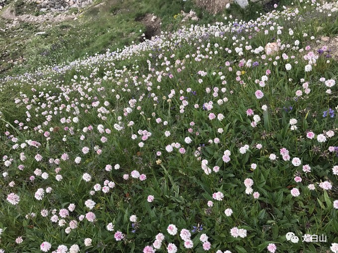 太白山游记下集视频,太白山一日游游记400字