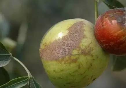 枣树的常见病虫害防治方法,枣树病虫害防治方法与技术