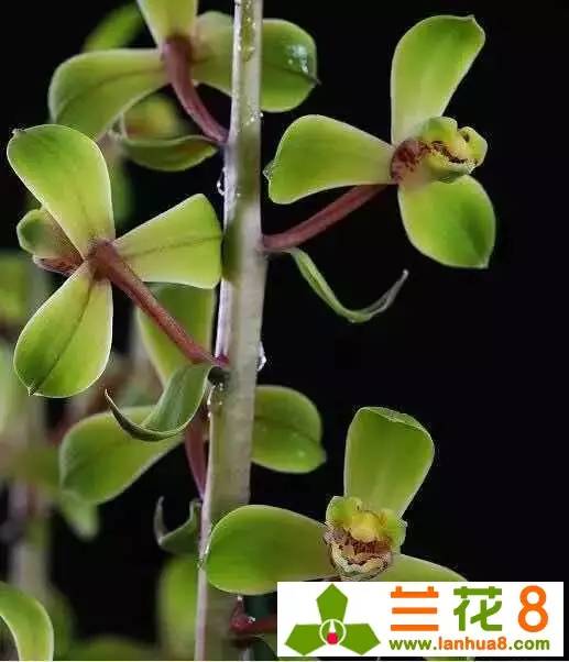 让兰花在盛世中国走好