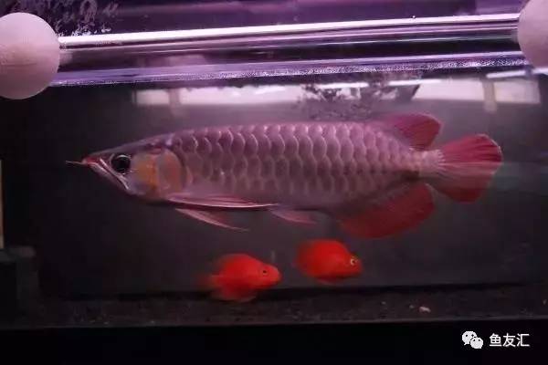 龙鱼价格为什么那么贵,日本金龙鱼多少钱