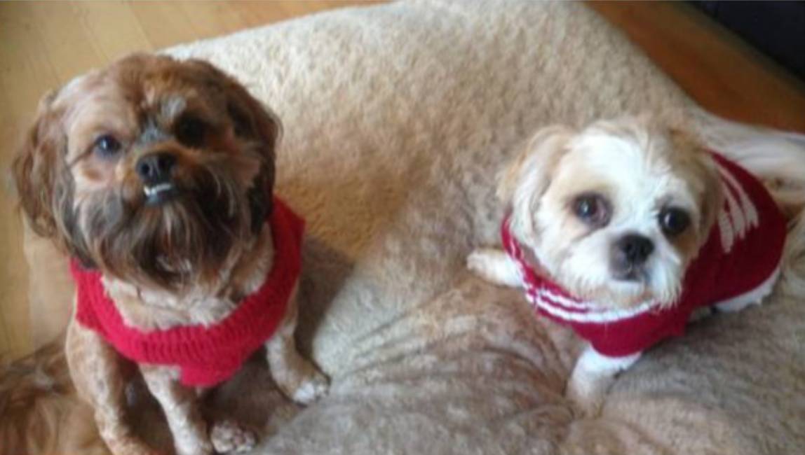 澳洲小岛要加入新西兰；新西兰龙虾成黑帮通用货币；NZ爆发假冒税局邮件诈骗；“存款证明”可网购数额随便填；数据：新西兰谁最穷？