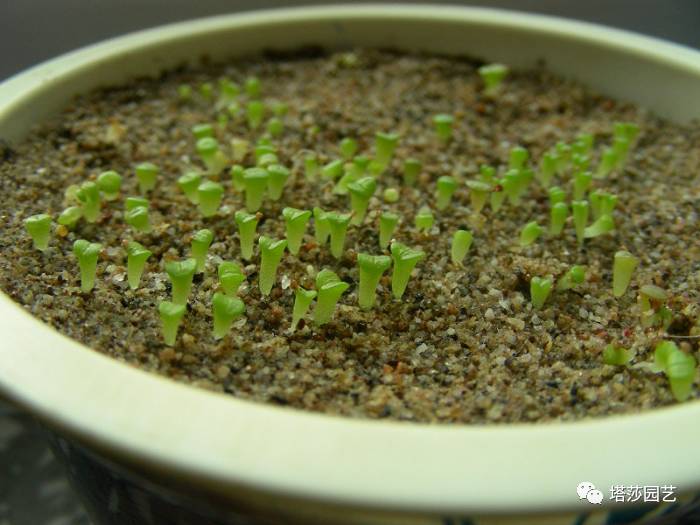 生石花最好养的品种,生石花品种大全图谱和价格