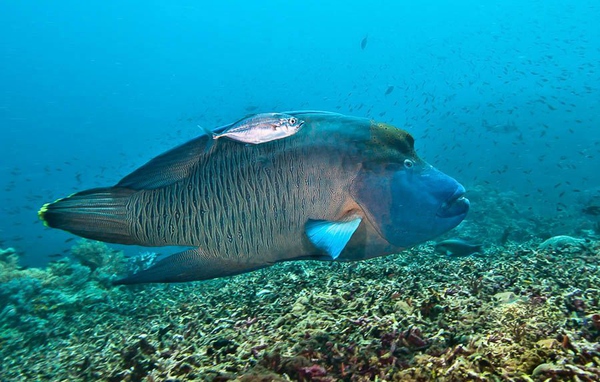 船宿潜水要什么水平,从零开始的潜水教练