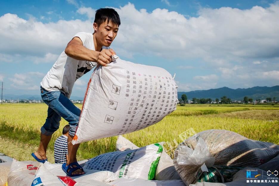 成熟水稻田丰收视频,高山梯田水稻收割视频