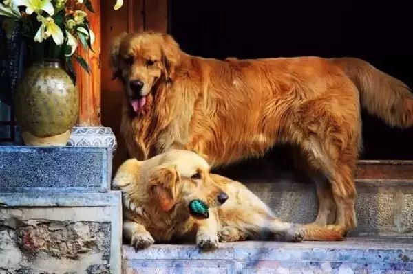 狗狗当老板有模有样,狗狗开店当老板