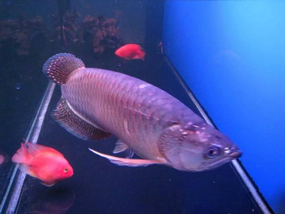 这几种鱼不建议食用,这六种鱼不能人工养殖