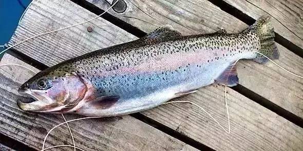 你还在给孩子吃零食吗,宝宝鳕鱼选择