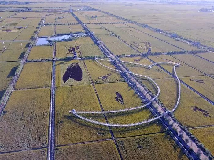 沈阳稻梦空间玉米,沈阳有稻梦空间吗