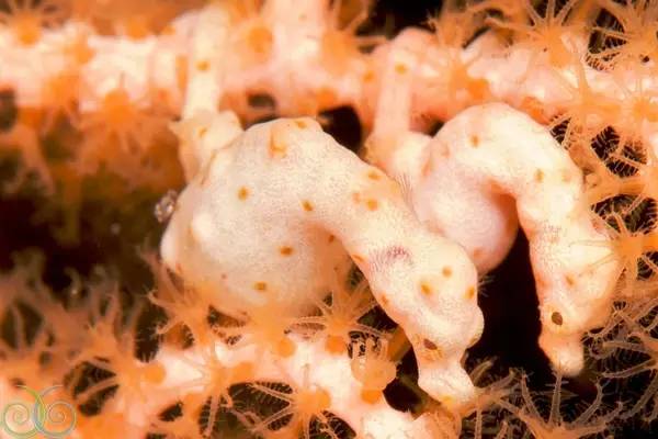 船宿潜水要什么水平,船宿潜水推荐