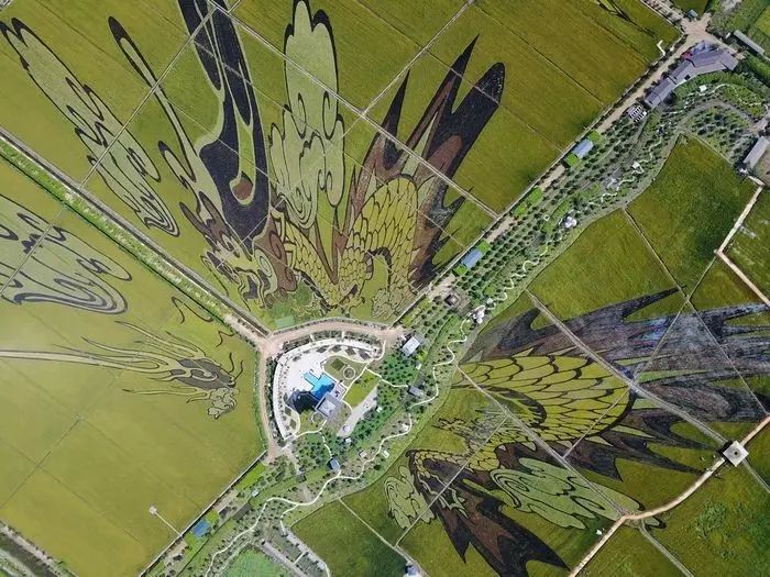 沈阳有稻梦空间吗,沈阳稻梦空间的水稻