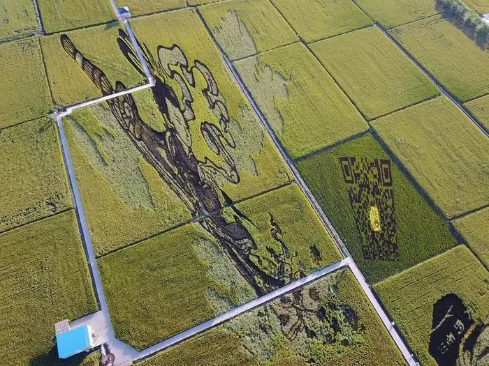 沈阳稻梦空间稻田,沈阳稻梦空间