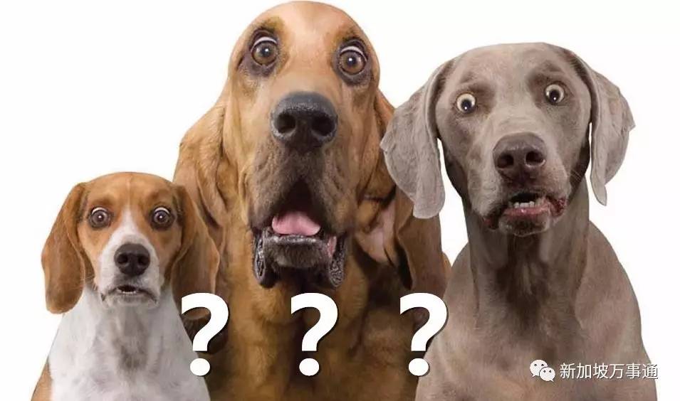 在新加坡有哪些注意事项 (新加坡最容易被问的问题)