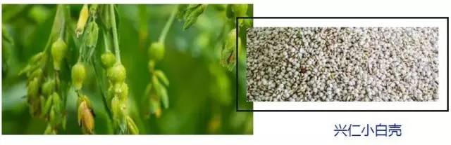 全网销量第一的薏米,大米热销10斤